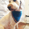 dog bandana