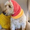 dog snood, earwarmer