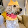 dog snood & crown knitting pattern
