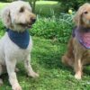 chunky dog bandana